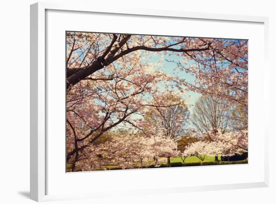 Blossom Beauty I-Kathy Mansfield-Framed Photographic Print