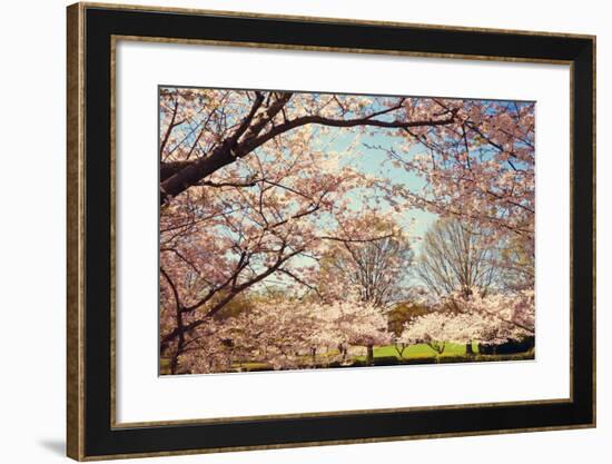 Blossom Beauty I-Kathy Mansfield-Framed Photographic Print