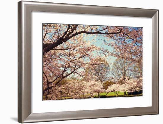 Blossom Beauty I-Kathy Mansfield-Framed Photographic Print