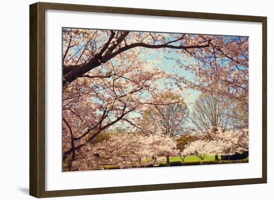 Blossom Beauty I-Kathy Mansfield-Framed Photographic Print