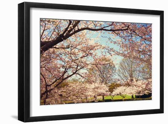 Blossom Beauty I-Kathy Mansfield-Framed Photographic Print