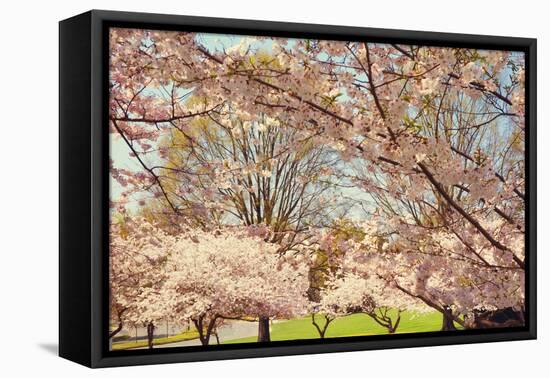 Blossom Beauty II-Kathy Mansfield-Framed Premier Image Canvas