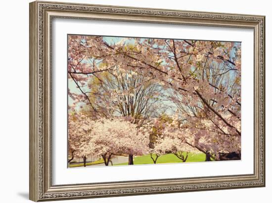 Blossom Beauty II-Kathy Mansfield-Framed Photographic Print