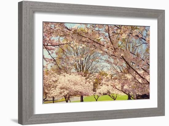 Blossom Beauty II-Kathy Mansfield-Framed Photographic Print