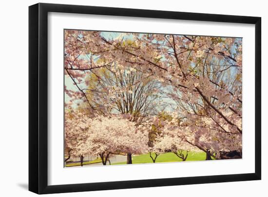 Blossom Beauty II-Kathy Mansfield-Framed Photographic Print