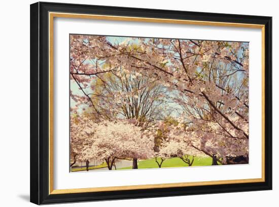 Blossom Beauty II-Kathy Mansfield-Framed Photographic Print