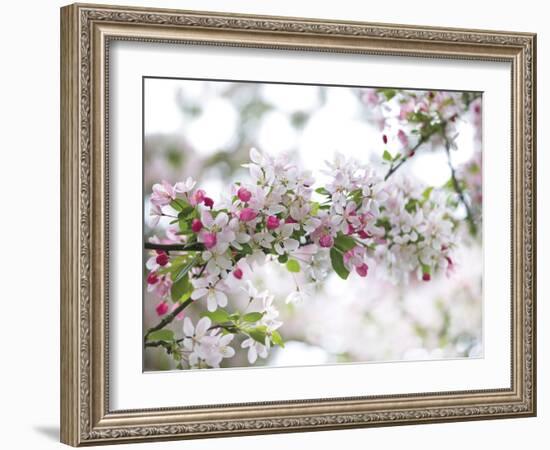 Blossom Beauty-Assaf Frank-Framed Giclee Print