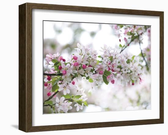 Blossom Beauty-Assaf Frank-Framed Giclee Print