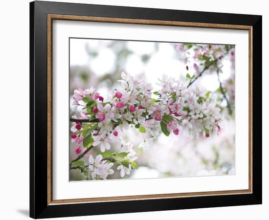 Blossom Beauty-Assaf Frank-Framed Giclee Print
