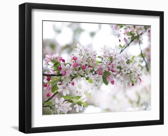 Blossom Beauty-Assaf Frank-Framed Giclee Print