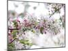 Blossom Beauty-Assaf Frank-Mounted Giclee Print