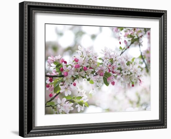 Blossom Beauty-Assaf Frank-Framed Giclee Print