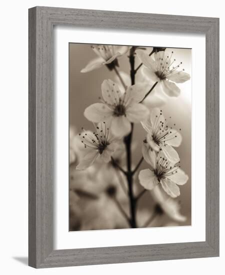 Blossom Cluster-Assaf Frank-Framed Giclee Print