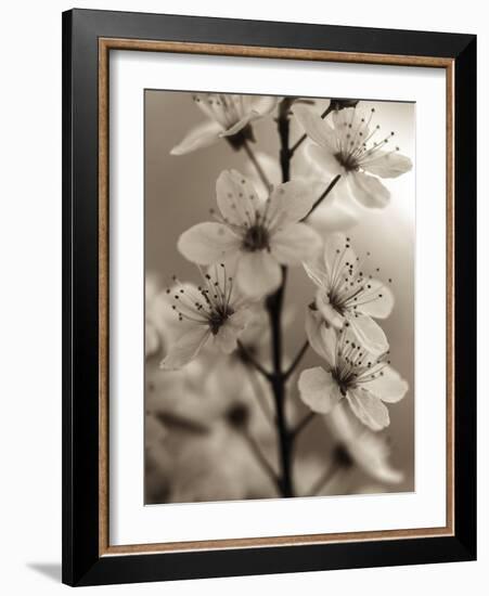 Blossom Cluster-Assaf Frank-Framed Giclee Print