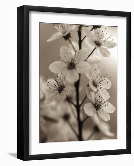 Blossom Cluster-Assaf Frank-Framed Giclee Print