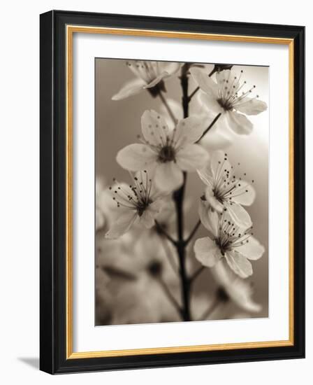 Blossom Cluster-Assaf Frank-Framed Giclee Print