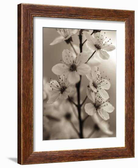 Blossom Cluster-Assaf Frank-Framed Giclee Print