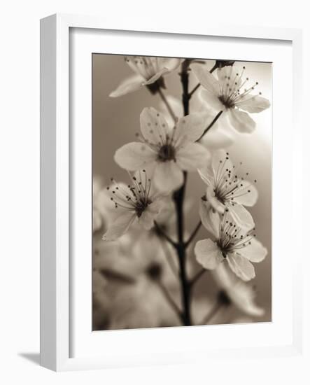 Blossom Cluster-Assaf Frank-Framed Giclee Print