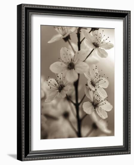 Blossom Cluster-Assaf Frank-Framed Giclee Print