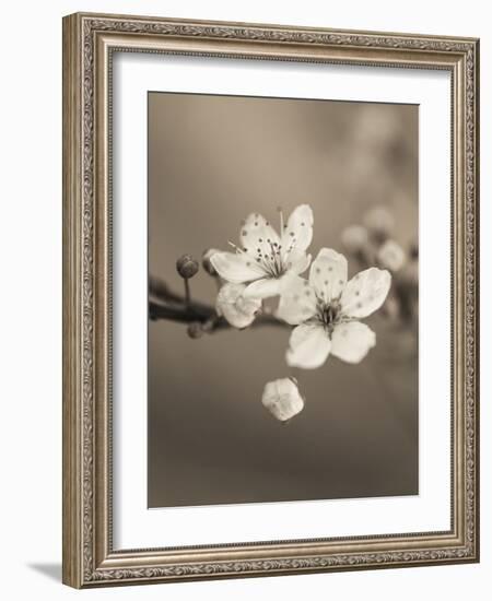 Blossom Duet-Assaf Frank-Framed Giclee Print