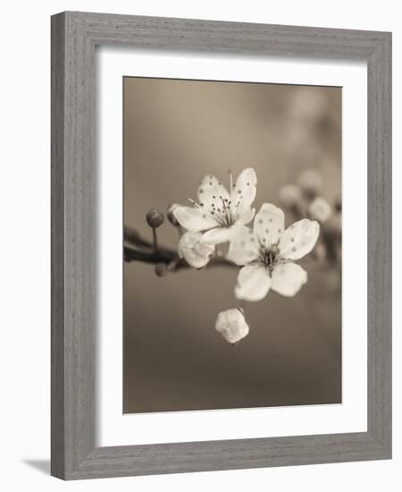 Blossom Duet-Assaf Frank-Framed Giclee Print