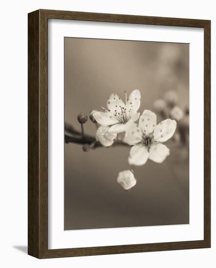 Blossom Duet-Assaf Frank-Framed Giclee Print