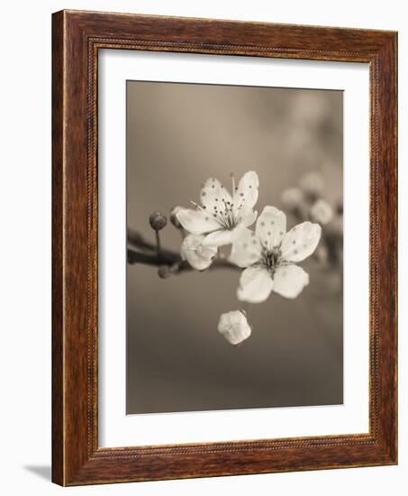 Blossom Duet-Assaf Frank-Framed Giclee Print