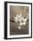 Blossom Duet-Assaf Frank-Framed Giclee Print