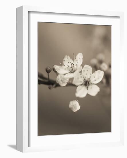 Blossom Duet-Assaf Frank-Framed Giclee Print