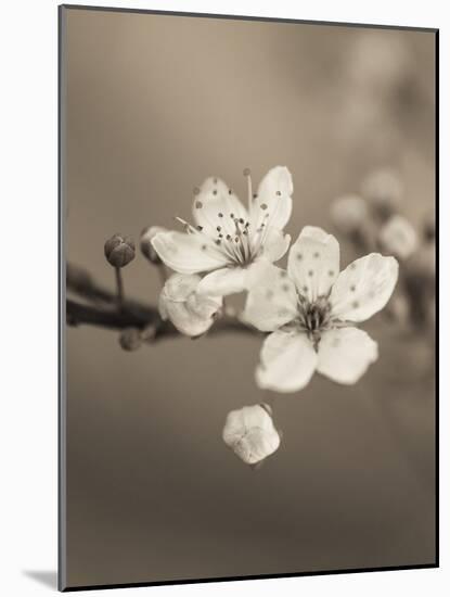 Blossom Duet-Assaf Frank-Mounted Giclee Print