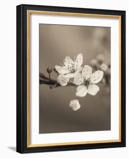 Blossom Duet-Assaf Frank-Framed Giclee Print