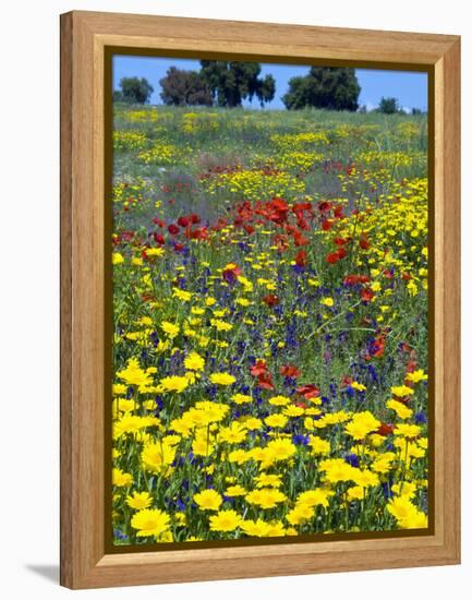Blossom in a Field, Siena Province, Tuscany, Italy-Nico Tondini-Framed Premier Image Canvas