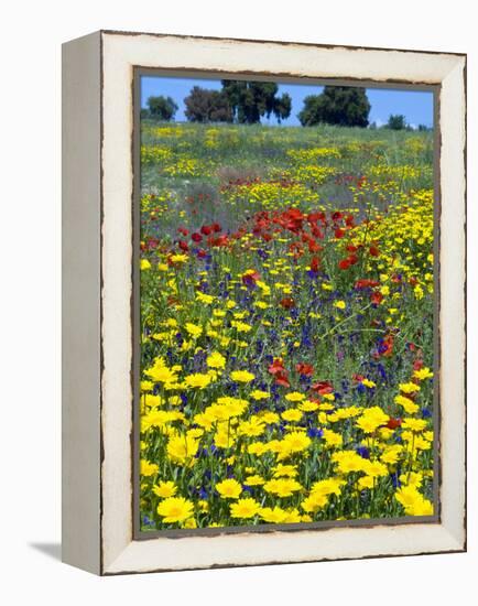 Blossom in a Field, Siena Province, Tuscany, Italy-Nico Tondini-Framed Premier Image Canvas