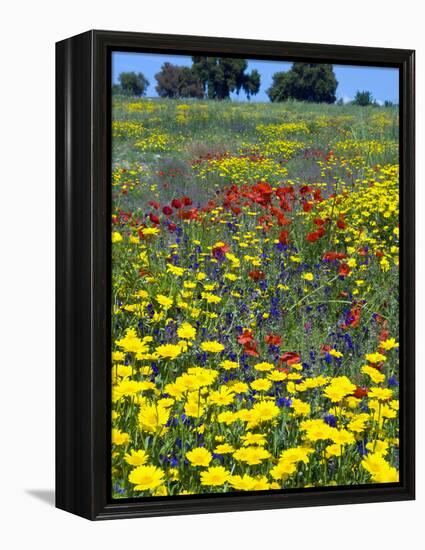 Blossom in a Field, Siena Province, Tuscany, Italy-Nico Tondini-Framed Premier Image Canvas