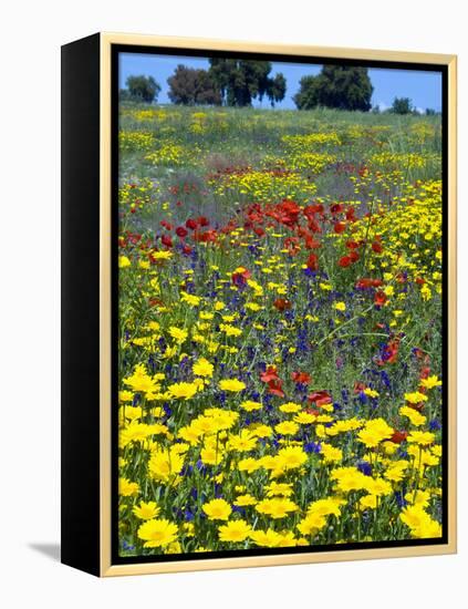 Blossom in a Field, Siena Province, Tuscany, Italy-Nico Tondini-Framed Premier Image Canvas