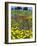 Blossom in a Field, Siena Province, Tuscany, Italy-Nico Tondini-Framed Photographic Print