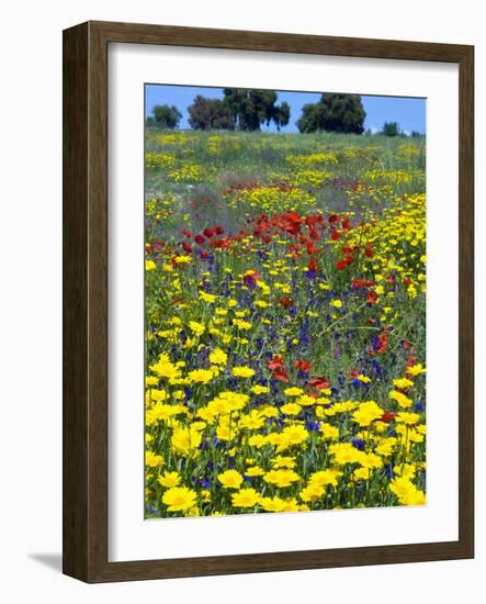 Blossom in a Field, Siena Province, Tuscany, Italy-Nico Tondini-Framed Photographic Print