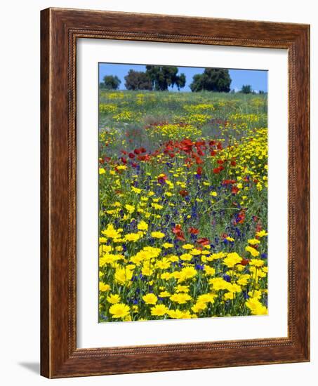 Blossom in a Field, Siena Province, Tuscany, Italy-Nico Tondini-Framed Photographic Print