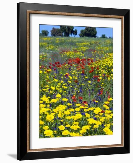 Blossom in a Field, Siena Province, Tuscany, Italy-Nico Tondini-Framed Photographic Print