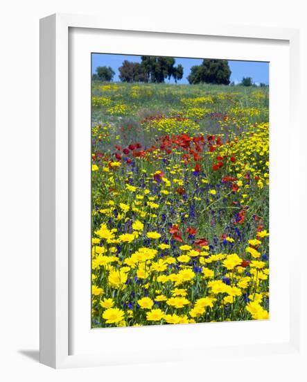 Blossom in a Field, Siena Province, Tuscany, Italy-Nico Tondini-Framed Photographic Print