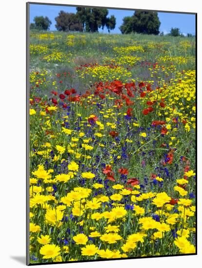 Blossom in a Field, Siena Province, Tuscany, Italy-Nico Tondini-Mounted Photographic Print