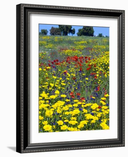 Blossom in a Field, Siena Province, Tuscany, Italy-Nico Tondini-Framed Photographic Print