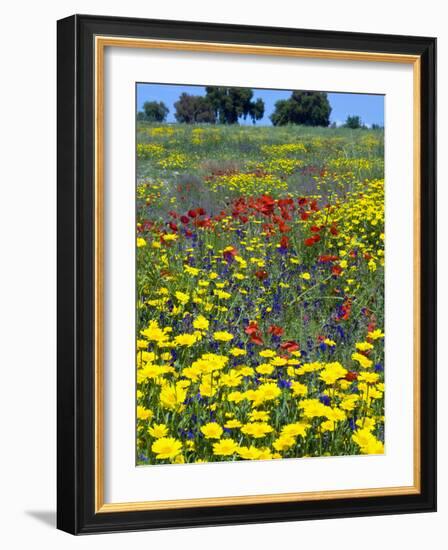 Blossom in a Field, Siena Province, Tuscany, Italy-Nico Tondini-Framed Photographic Print