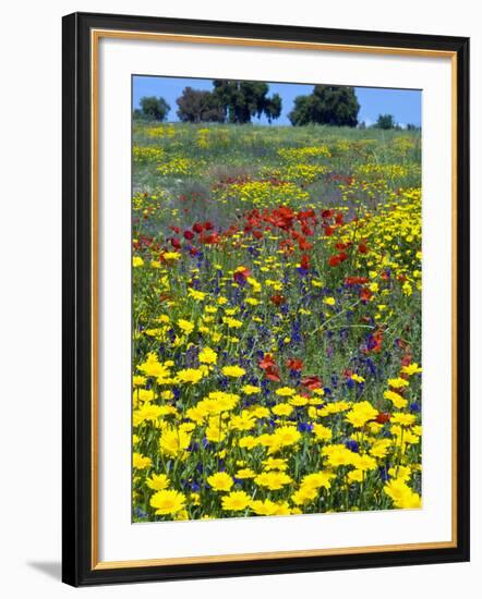 Blossom in a Field, Siena Province, Tuscany, Italy-Nico Tondini-Framed Photographic Print