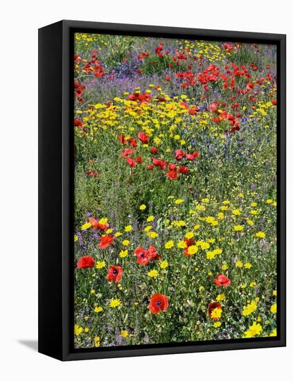 Blossom in a Field, Siena Province, Tuscany, Italy-Nico Tondini-Framed Premier Image Canvas