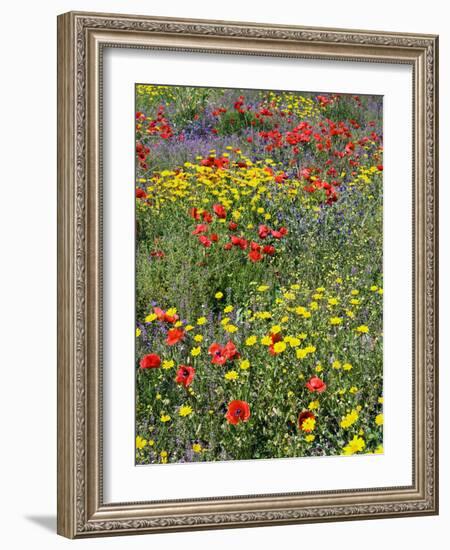 Blossom in a Field, Siena Province, Tuscany, Italy-Nico Tondini-Framed Photographic Print