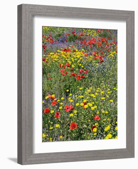 Blossom in a Field, Siena Province, Tuscany, Italy-Nico Tondini-Framed Photographic Print