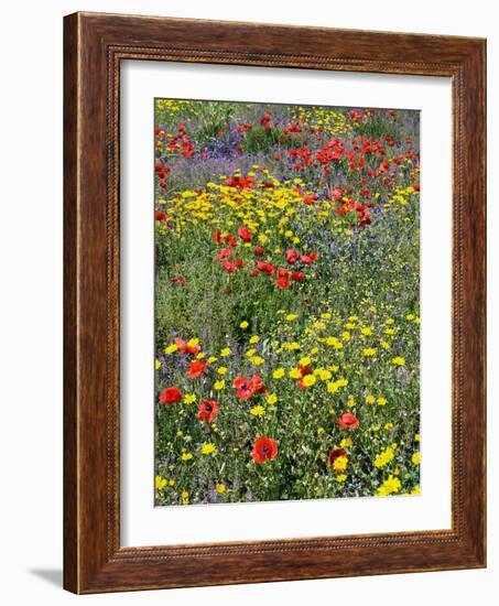 Blossom in a Field, Siena Province, Tuscany, Italy-Nico Tondini-Framed Photographic Print