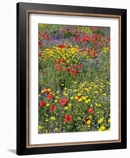 Blossom in a Field, Siena Province, Tuscany, Italy-Nico Tondini-Framed Photographic Print