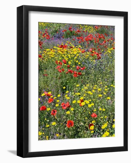 Blossom in a Field, Siena Province, Tuscany, Italy-Nico Tondini-Framed Photographic Print